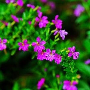 Meet your Posher, Cam tu